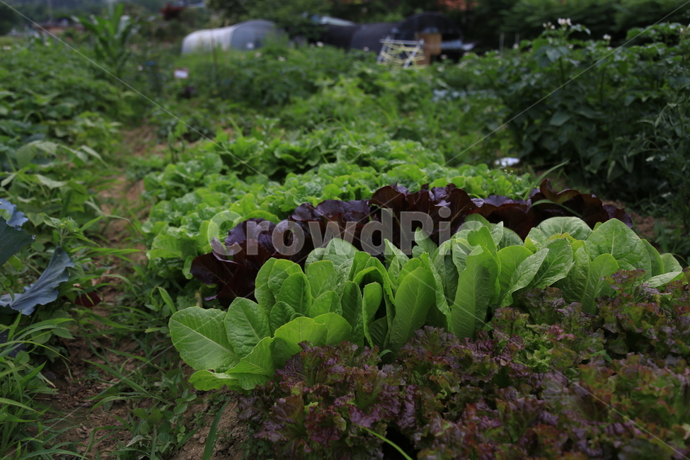 텃밭,상추,야채,유기농,건강,건강식,잡초,lettuce,vegetable,health,healthyfood,산업,industry,industrial,농업,농사,agriculture,farming,farming industry