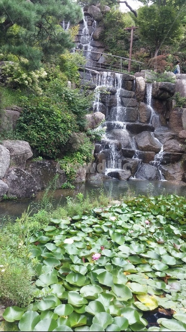꽃,나무,돌,나비,벌,공원,숲,자연,풍경,nature,landscape,water,물,outdoors,옥외,river,강