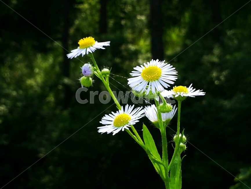 plant,식물,꽃,flower,배경,식물,자연,plants,nature,꽃,flower