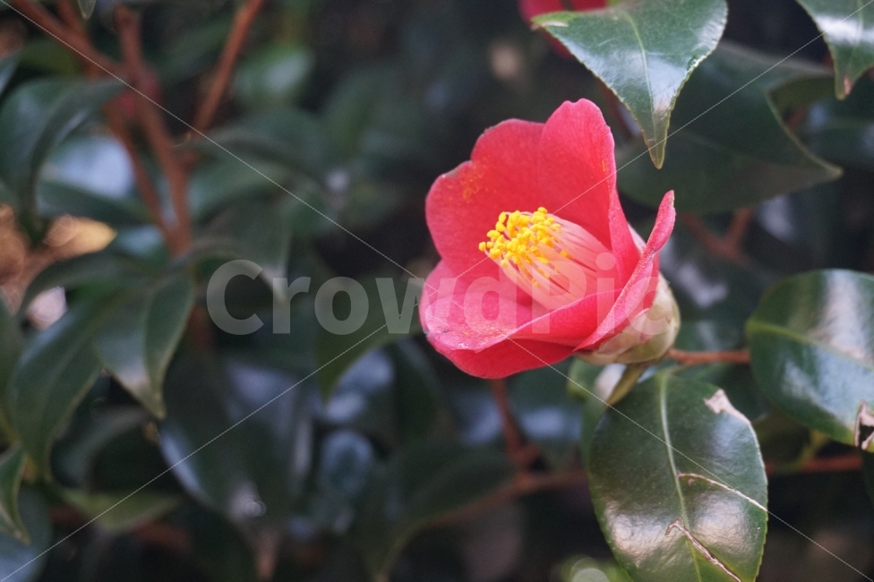 봄,꽃,동백꽃,부산,분홍,식물,자연,plants,nature,꽃,flower