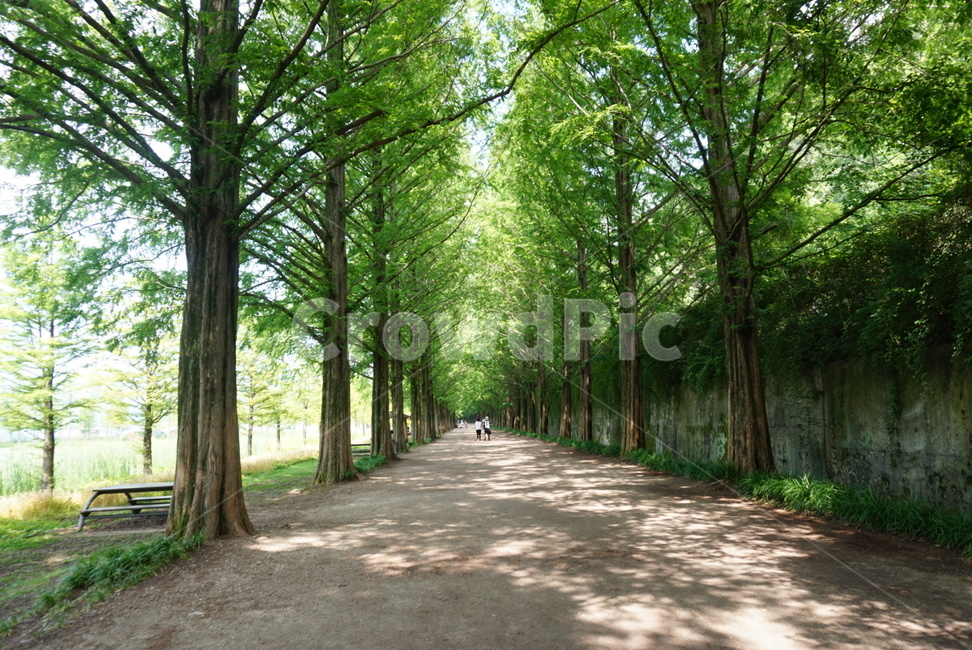 메타세콰이어길,나무,초록,green,tree,풍경,자연