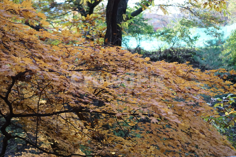 가을풍경,단풍,남한산성,낙엽,가을산,가을,계절,fall,autumn,season,tree,나무,plant,식물,tree trunk,나무 줄기