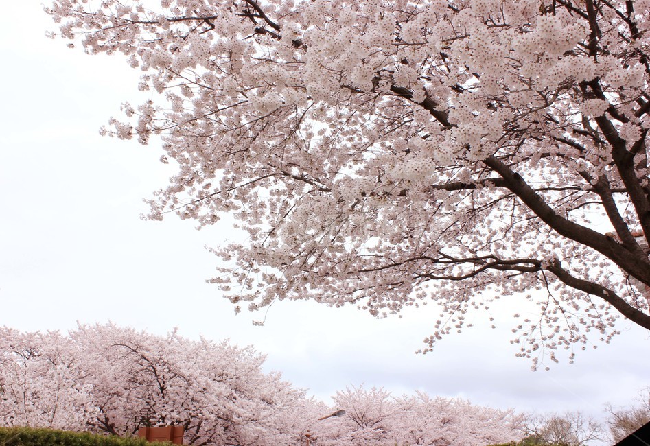 벚꽃,나무,봄,매화,눈꽃,sakura,spring,tree,봄,계절,spring,season,식물,자연,plants,nature,꽃,flower,나무,trees,wood,plant,blossom,cherry blossom