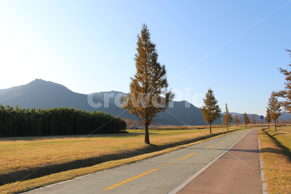 road,도로,freeway,highway,자전거도로,가로수나무,식물,자연,plants,nature,나무,trees,wood