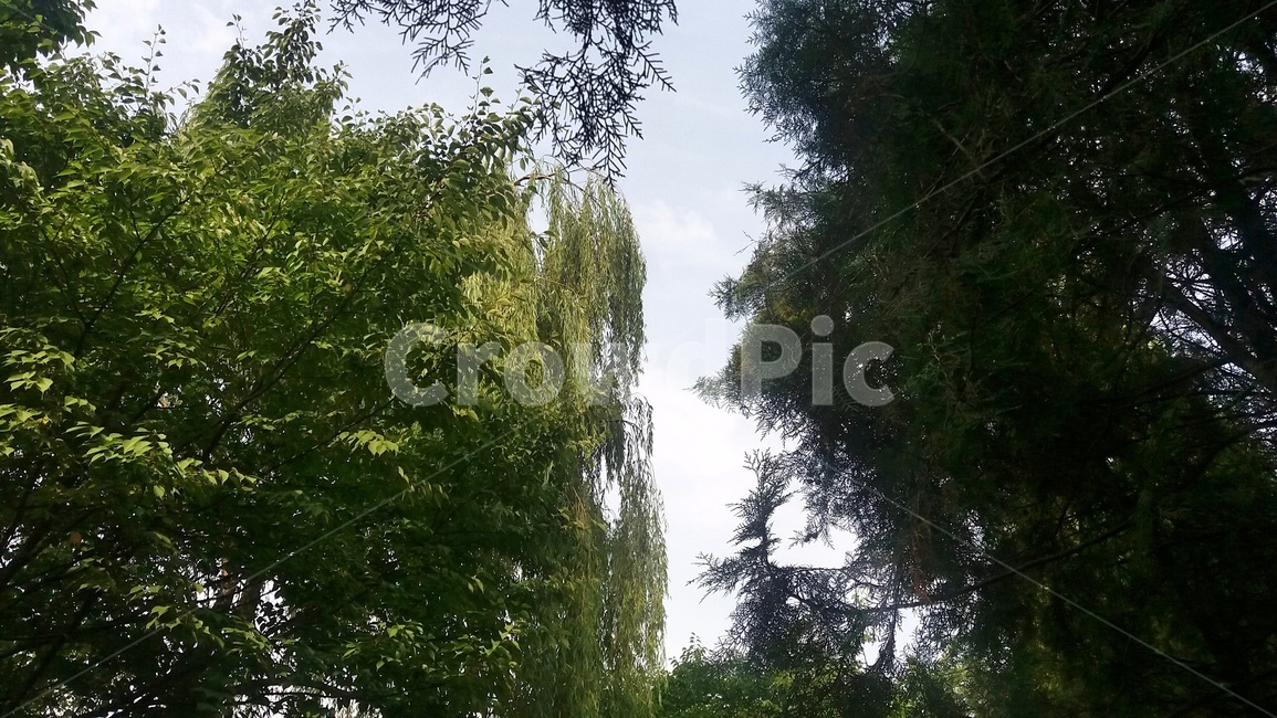 나무,숲,버드나무,소나무,자연,숲속,울창,forest,nature,tree,willow
