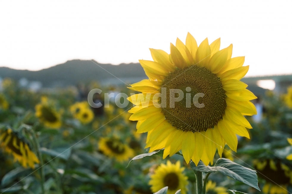 해바라기,꽃,역광,초록,꽃밭,sunflower,proimage100,식물,자연,plants,nature,꽃,flower