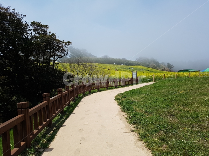 유채꽃,노란꽃,오솔길,길,rapeflower,자연,풍경,nature,landscape,outdoors,옥외,garden,정원,arbour,정자
