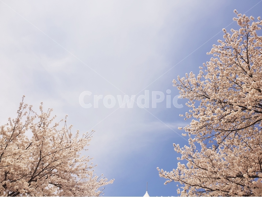 하늘,벚꽃,꽃,꽃나무,벚꽃나무,봄,계절,spring,season,자연,풍경,nature,landscape,plant,식물,flower,cherry blossom,blossom