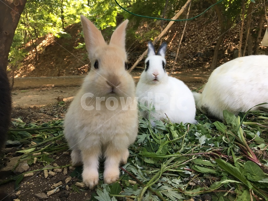 토끼,아기토끼,새끼토끼,산토끼,집토끼,야생토끼,동물,animal,포유류,mammal