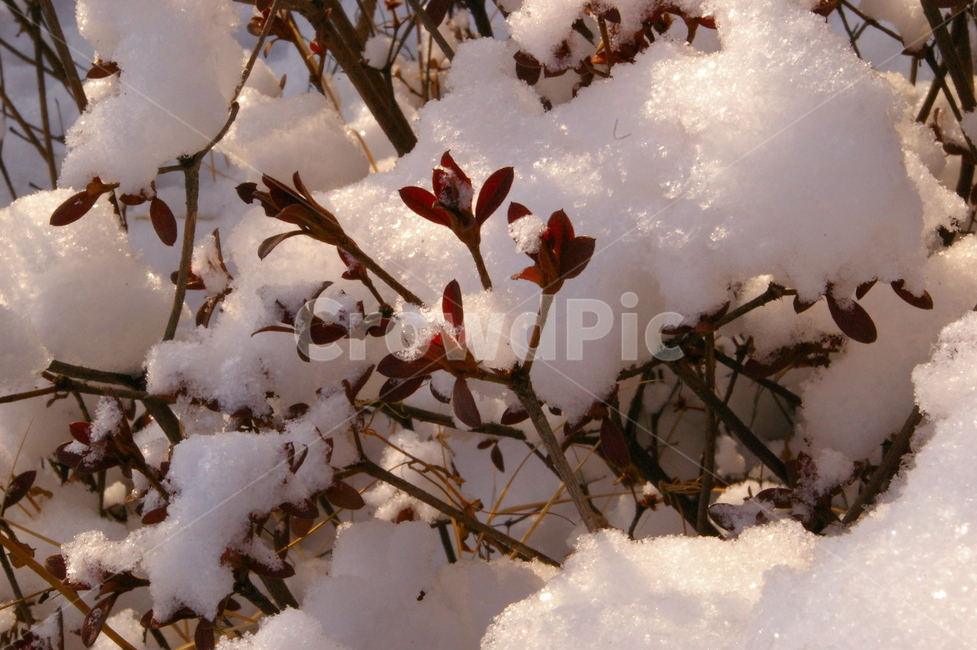 겨울,눈,snow,쌓인눈,자연,옥외,식물,겨울,계절,winter,season,식물,자연,plants,nature