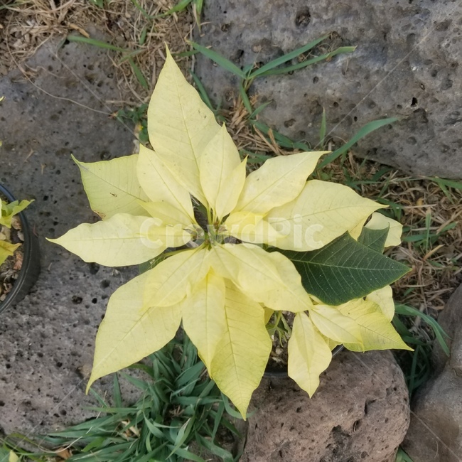 plant,노체부에나,leaf,흰꽃,잎,식물