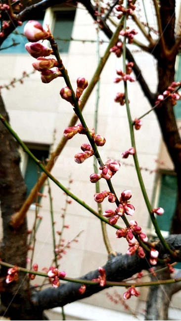 매화,초봄,새싹,첫꽃,꽃,봄,계절,spring,season,식물,자연,plants,nature,꽃,flower,plant,blossom