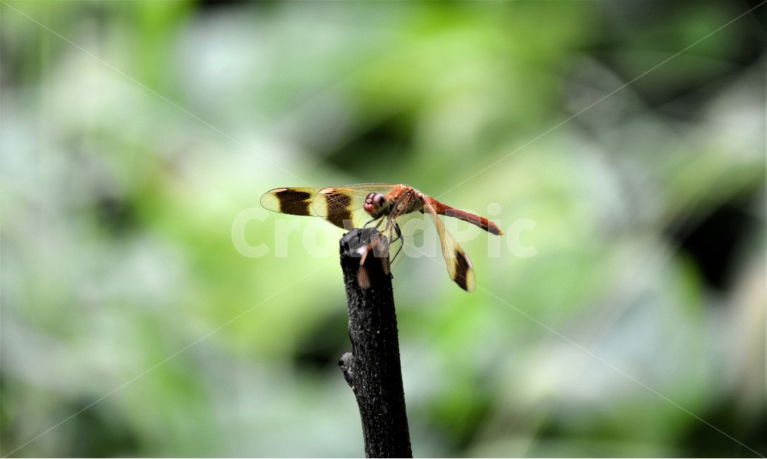 잠자리,곤충,자연,가을,숲,동물,animal,곤충,벌레,insect,bug