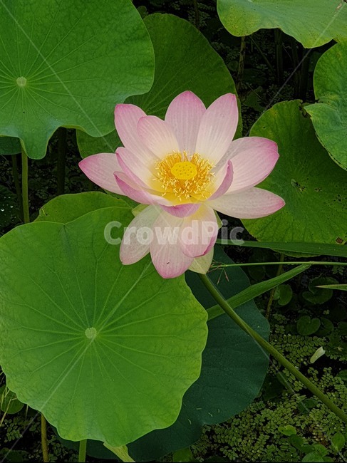 꽃,flower,lotus,식물,연꽃,식물,자연,plants,nature