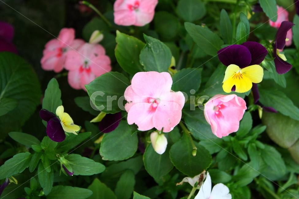 식물,꽃,plant,flower,blossom,식물,자연,plants,nature,꽃,flower