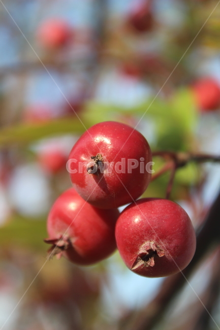 빨간색,작은사과,사과,red,미니사과