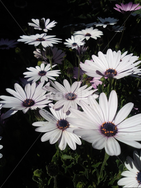 꽃,flower,데이지,daisy,blossom,봄,식물,자연,plants,nature,꽃,flower