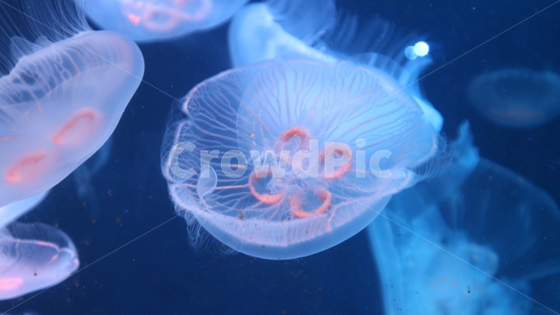 해파리,빛,수족관,물,fish