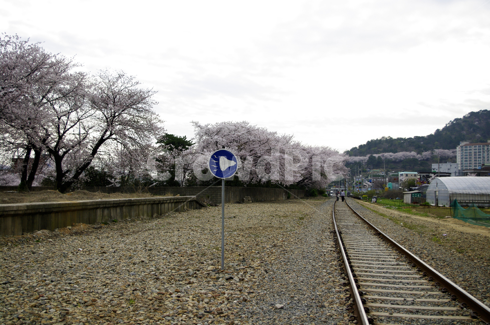 진해,벚꽃,나무,꽃,봄,식물,flower,plant,기차길,봄,계절,spring,season,road,도로,gravel,자갈,dirt road,흙길