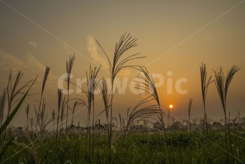 하늘공원,풍경,노을,억새,가을,자연,풍경,nature,landscape,가을,계절,fall,autumn,season,grass,잔디,plant,식물