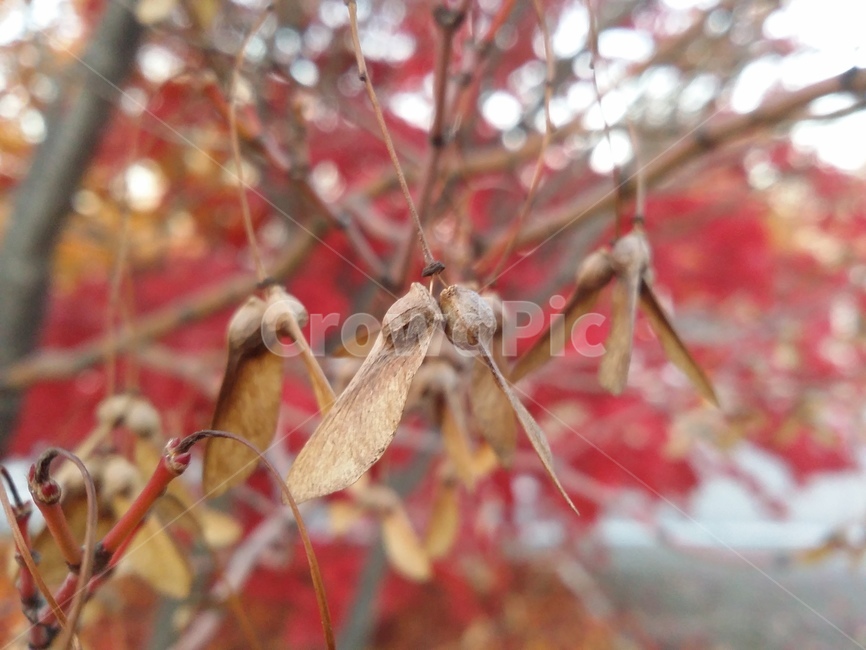 plant,식물,leaf,잎,단풍씨앗,가을,계절,fall,autumn,season,식물,자연,plants,nature