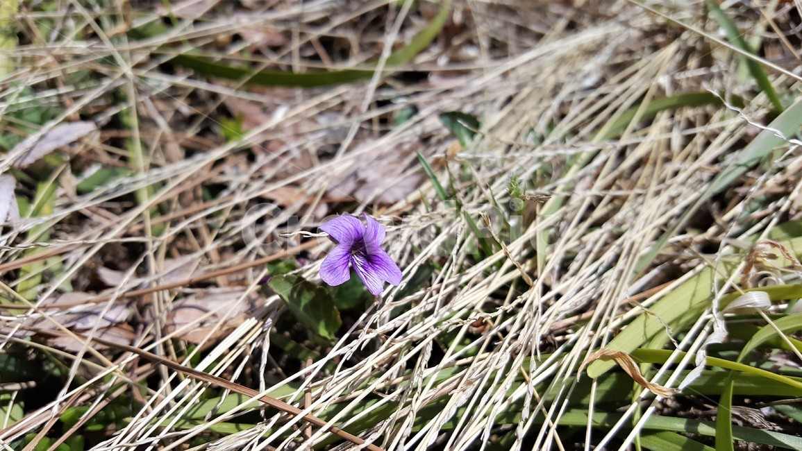 제비꽃,봄꽃,flower,식물,자연