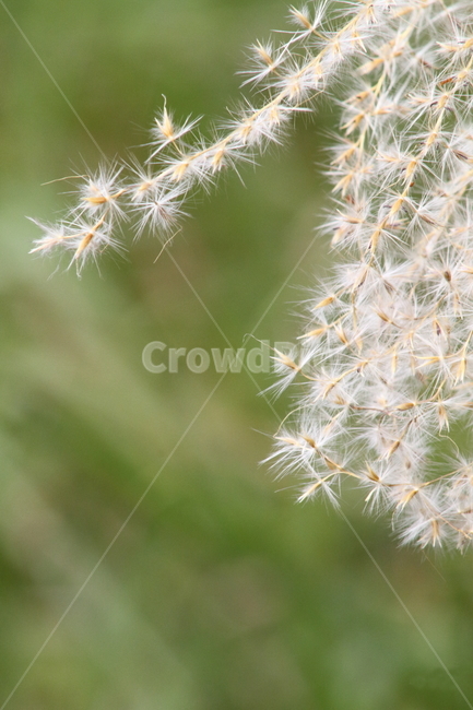 억새,꽃,식물,가을,flamegrass,가을,계절,fall,autumn,season,식물,자연,plants,nature,plant,flower,blossom