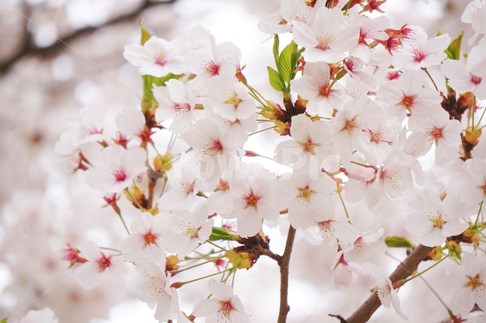식물,벚꽃,자연,봄,벚꽃나무,꽃,봄,계절,spring,season