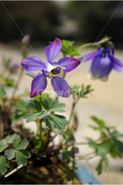 꽃,봄,봄날,봄풍경,감성,spring,flower,봄꽃,보라색,하늘매발톱꽃,봄,계절,spring,season,식물,자연,plants,nature,꽃,flower,plant,blossom,geranium,제라늄,iris,아이리스