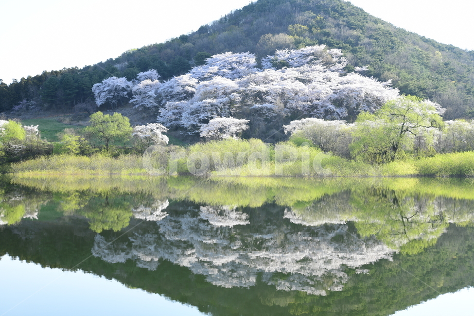 water,물,nature,자연,outdoors,옥외,저수지,반영,벚꽃,봄,계절,spring,season,자연,풍경,nature,landscape