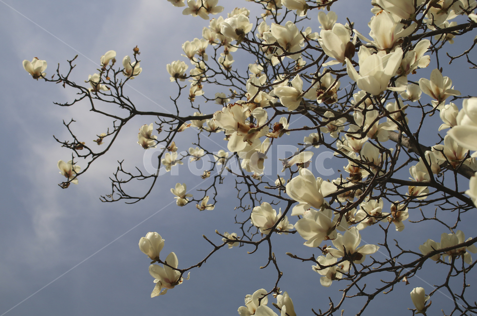 flower,blossom,꽃,petal,꽃잎,plant,식물,white,whiteflower,spring,봄,봄꽃,흰꽃,하얀꽃,sky,하늘