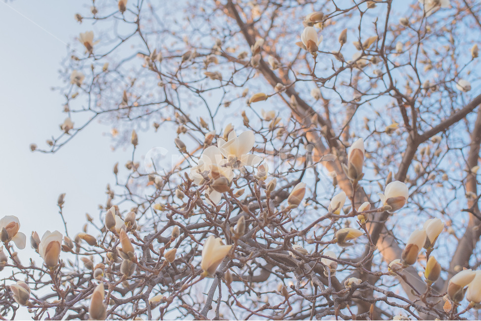 목련,풍경,자연,꽃,봄,봄,계절,spring,season,식물,자연,plants,nature,꽃,flower