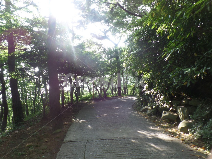 숲길,숲,햇살,부산,태종대