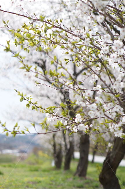 벚꽃길,봄,풍경,흐림,벚꽃,봄,계절,spring,season,식물,자연,plants,nature,꽃,flower,plant