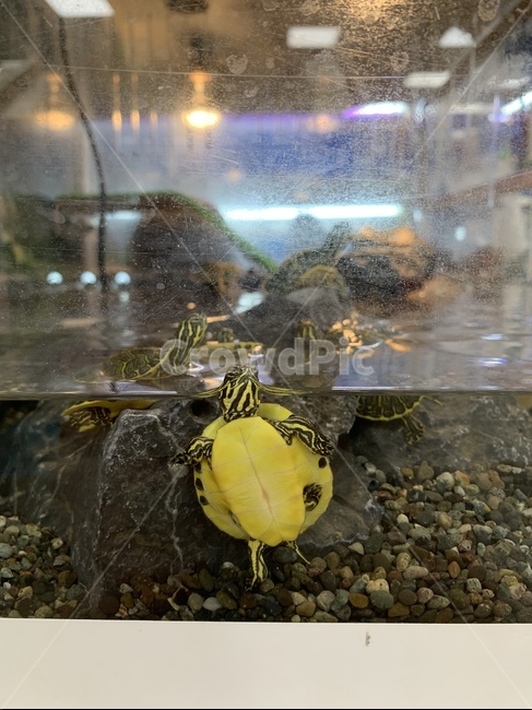 거북이,수조,반려동물,동물,물,자갈,돌멩이,turtle,watertank,pet,animal,water,gravel,stone