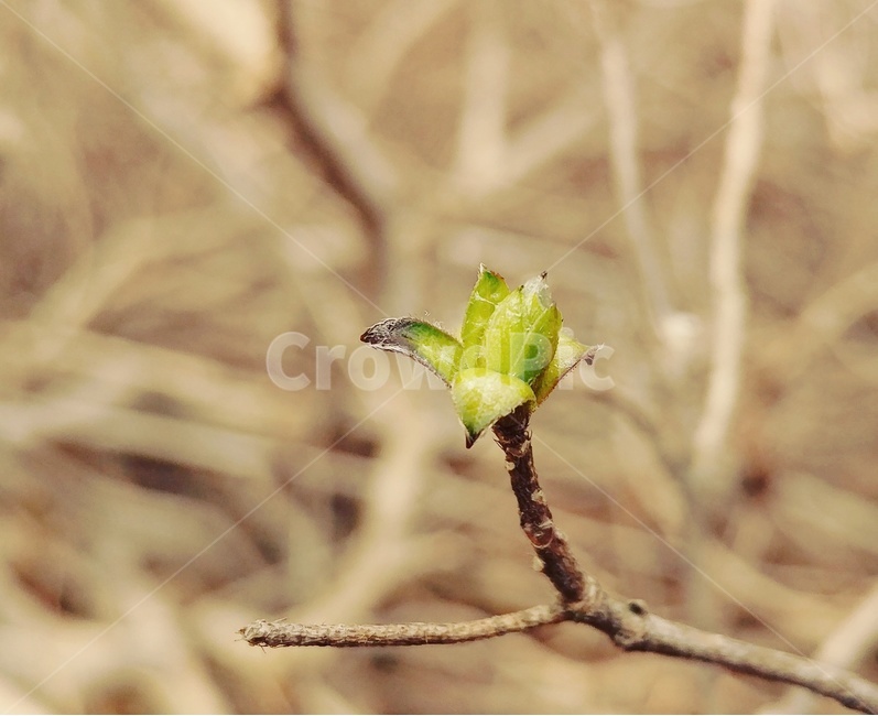 풍경,식물,겨울,새싹,나무,배경,landscape,plants,winter,tree,background,식물,자연,plants,nature