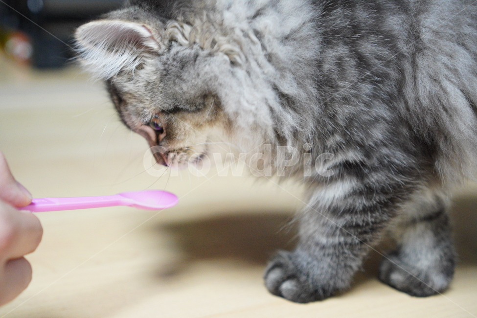 고양이,어린고양이,귀여운고양이,페르시안고양이,냥이,야옹이,반려묘,cat,cutecat,동물,animal,포유류,mammal,고양이,cat,kitten,kitty