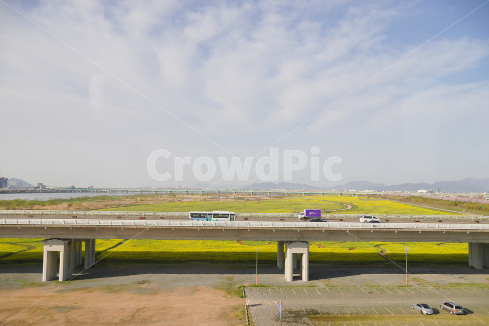 road,freeway,도로,꽃,유채꽃