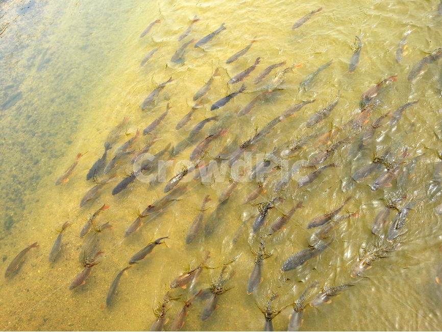 강,호수,물고기,동물,자연,동물,animal,어류,물고기,fish