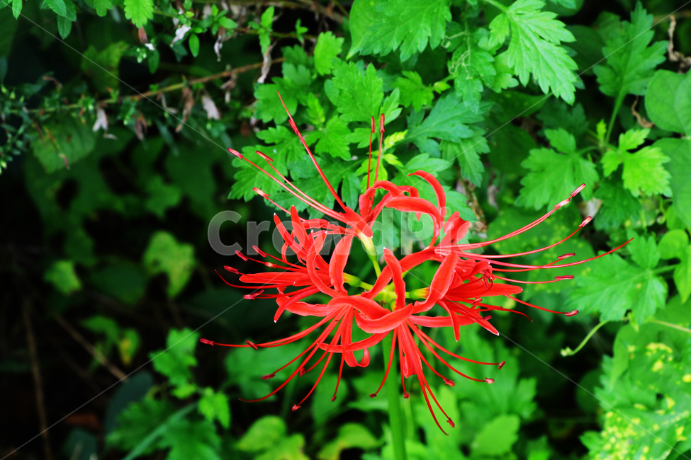 꽃,숲,풀,식물,수풀,식물,자연,plants,nature,꽃,flower