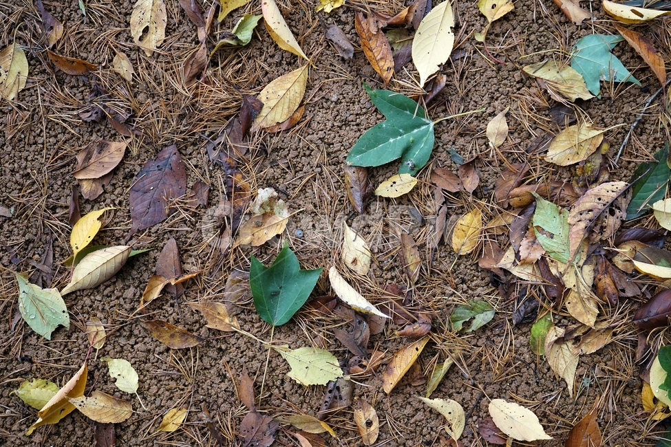 가을,낙엽,외로움,자연,계절,fallenleaves,autumn,nature,가을,계절,fall,autumn,season,ground,바닥,plant,식물,leaf,잎