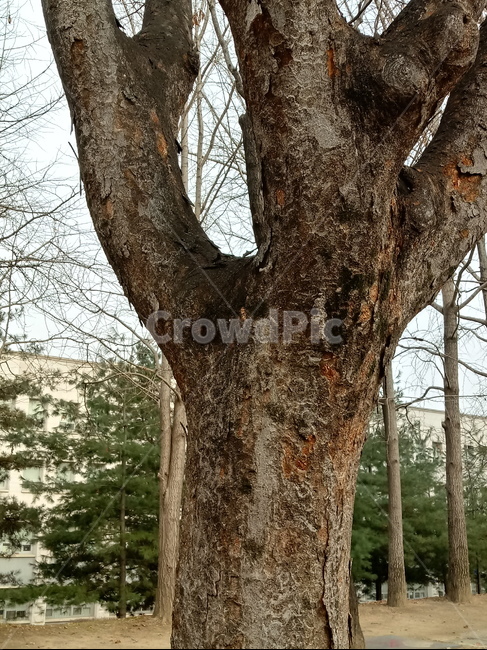 나무,식물,plant,tree,treetrunk,나무줄기,자연,큰나무,식물,자연,plants,nature,나무,trees,wood