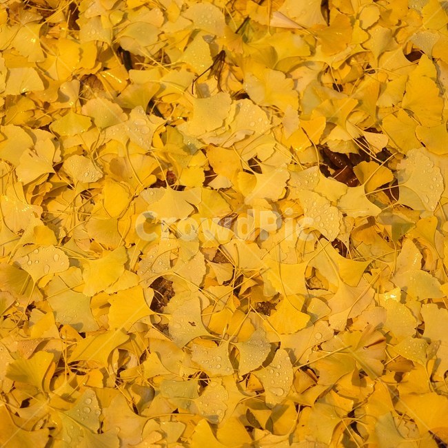 leaf,잎,plant,식물,tree,나무