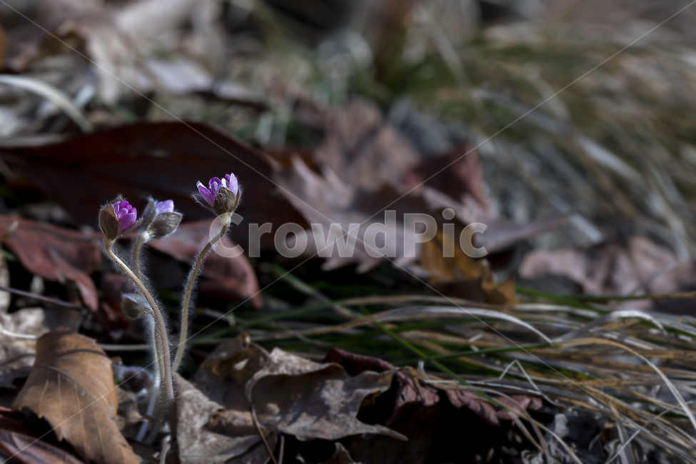 노루귀,Hepatica,신뢰,자신감,인내,confidence,수리산,구봉산,화야산,봄꽃,식물,자연,plants,nature,꽃,flower