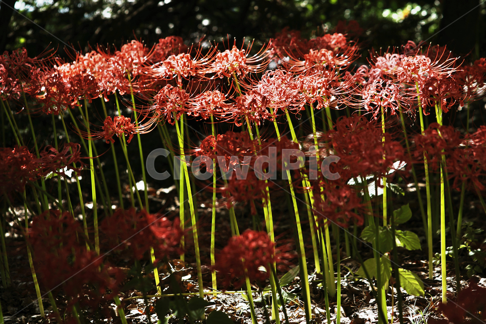 꽃무릇,상사화류,석산,독무릇,산오독,산두초,redspiderlily,가을,빨간꽃,수선화과,식물,화단용,꽃꽂이용,식물,자연,plants,nature,꽃,flower