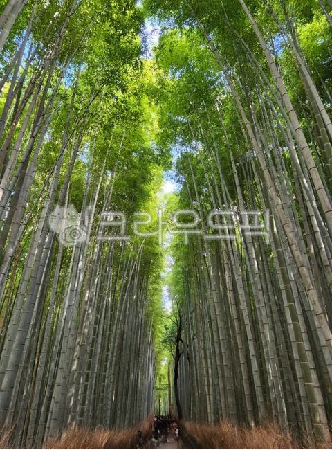 대나무,대나무숲,아라시야마,숲길,일본
