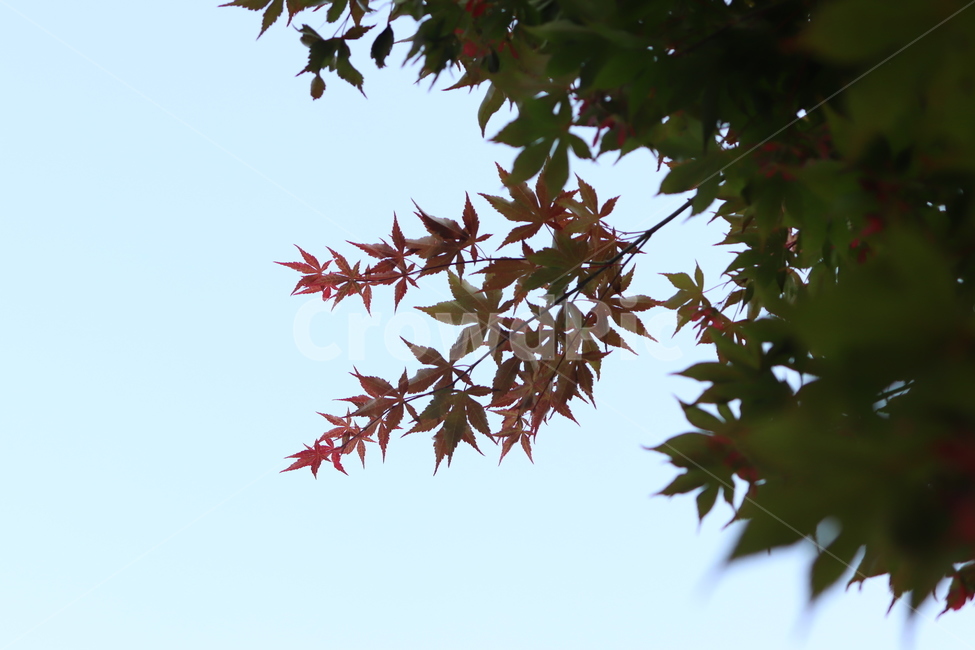 단풍,단풍잎,파란,하늘,blue,red,green,maple,leaf,plant,tree,잎,식물,나무