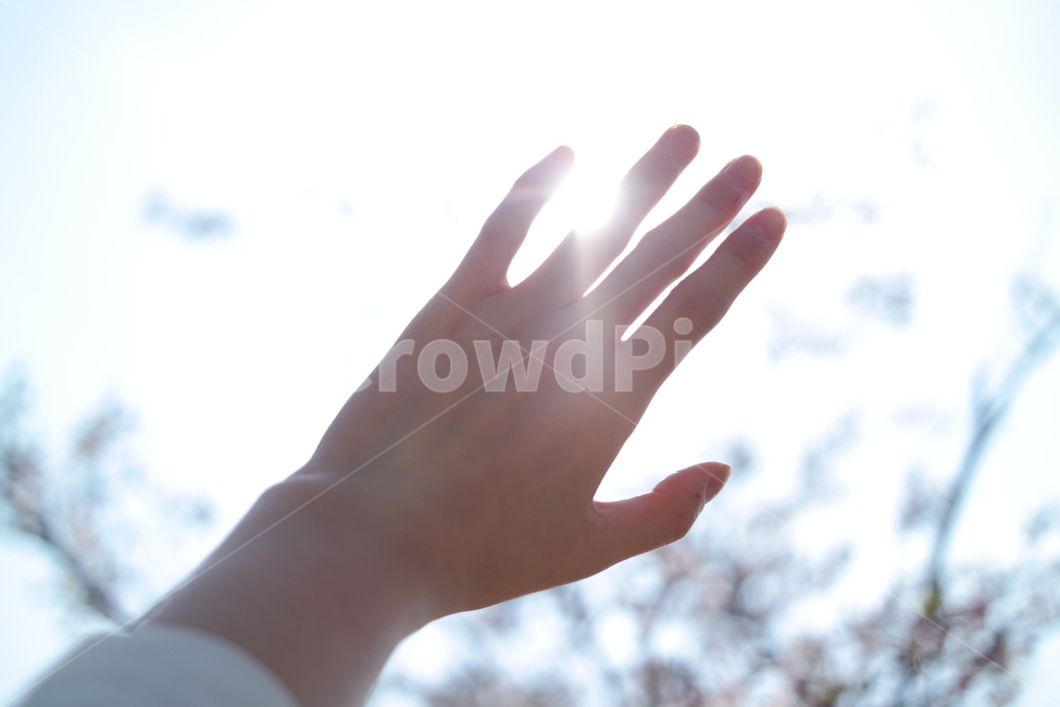 벚꽃,손,hand,벚꽃놀이,봄,사람,인물,인간,human,person,신체일부,몸,body