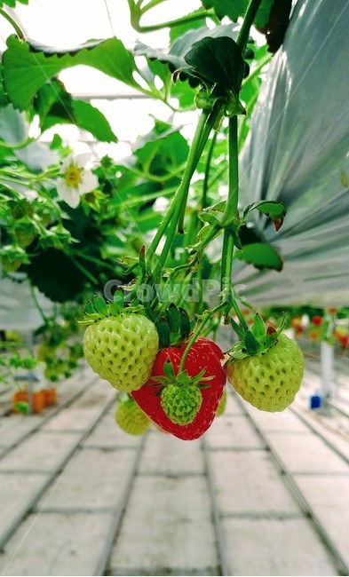 딸기,농장,꽃,줄기,온실,과일,열매,fruit,산업,industry,industrial,농업,농사,agriculture,farming,farming industry