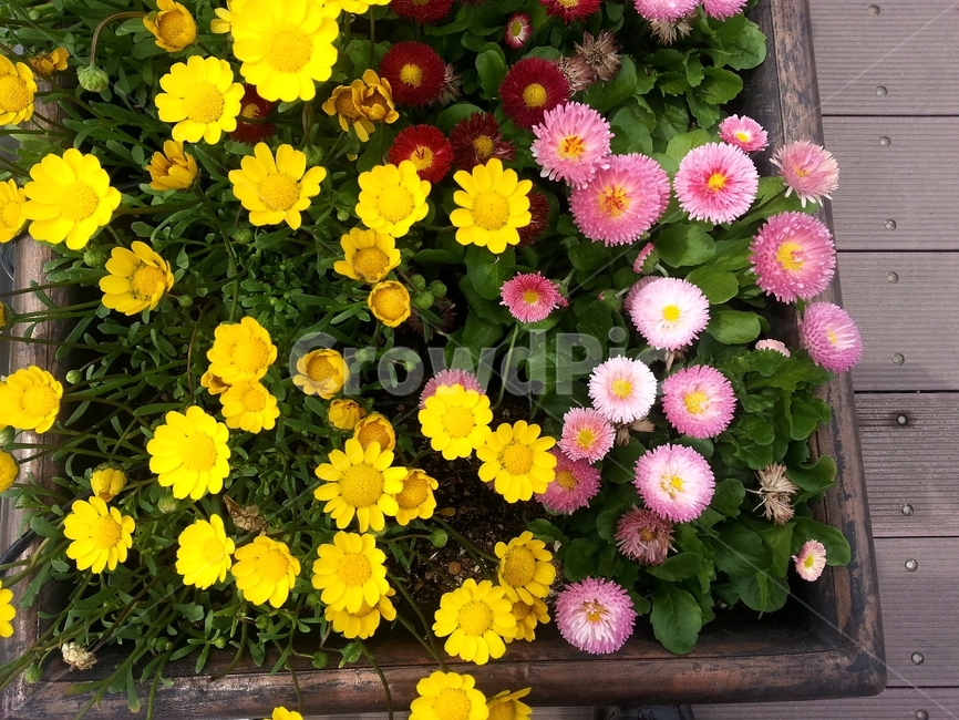꽃,봄,원예,아름다움,식물,flower,bloom,floral,향기,자연,화사,동그라미,꽃잎,암술,수술,beautiful,plant,식물,자연,plants,nature,꽃,flower